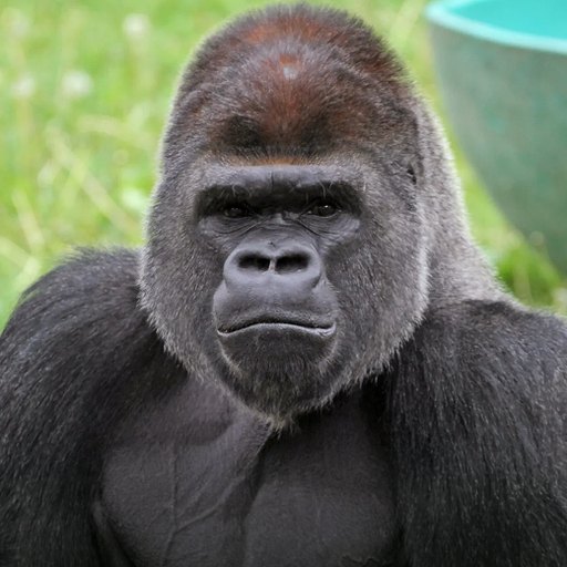 Silverback gorilla